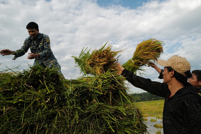 Gặt lúa ở Sơn Tây Hà Nội. Ảnh: Ngọc Thành