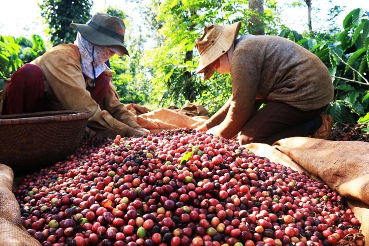 Đức tăng nhập khẩu cà phê từ Việt Nam