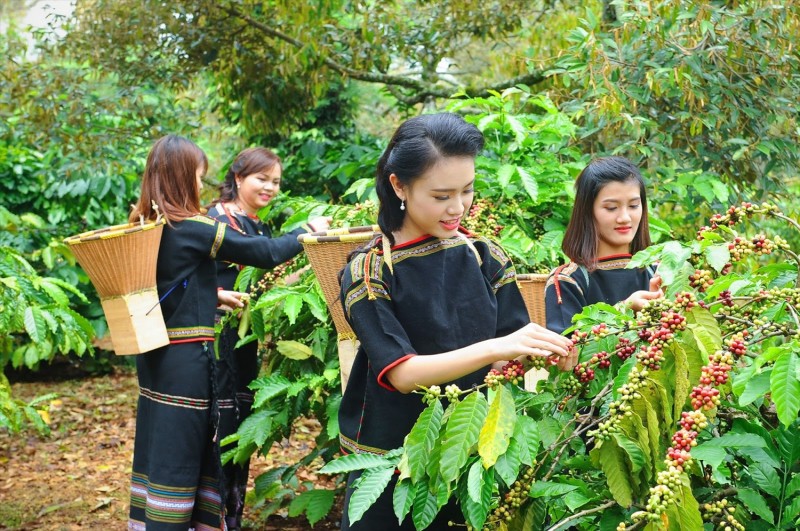 Đầu tư vùng trồng đạt chuẩn, xuất khẩu cà phê tăng cao về giá trị