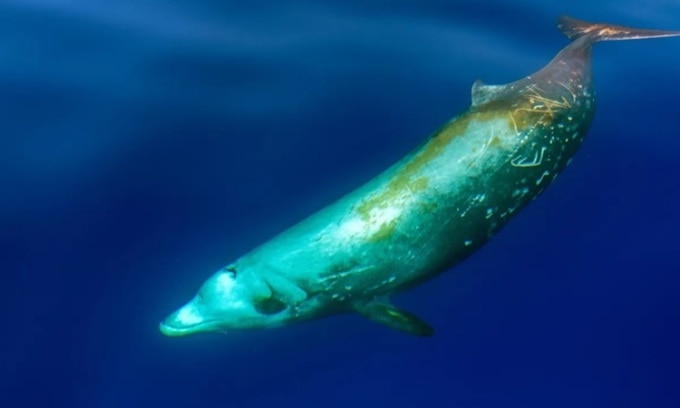 Cá voi mỏ khoằm Cuvier rất hiếm gặp do hiếm khi nổi lên mặt nước. Ảnh: Andrea Izzotti