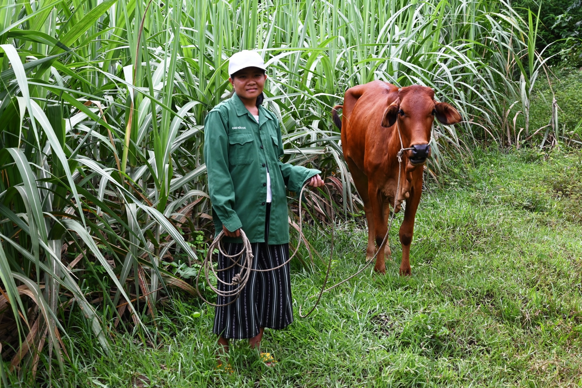Chị Cao Thị Thu Hương được nhà nước hỗ trợ bò để chăn nuôi