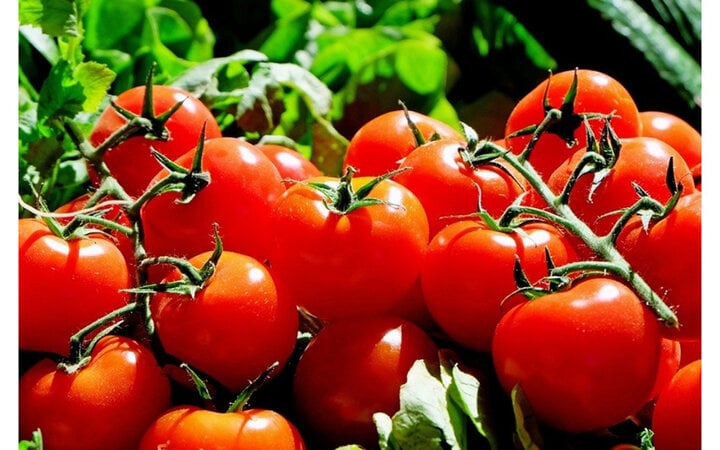 Cà chua là một loại quả cực tốt, hãy ăn chúng nhiều hơn.