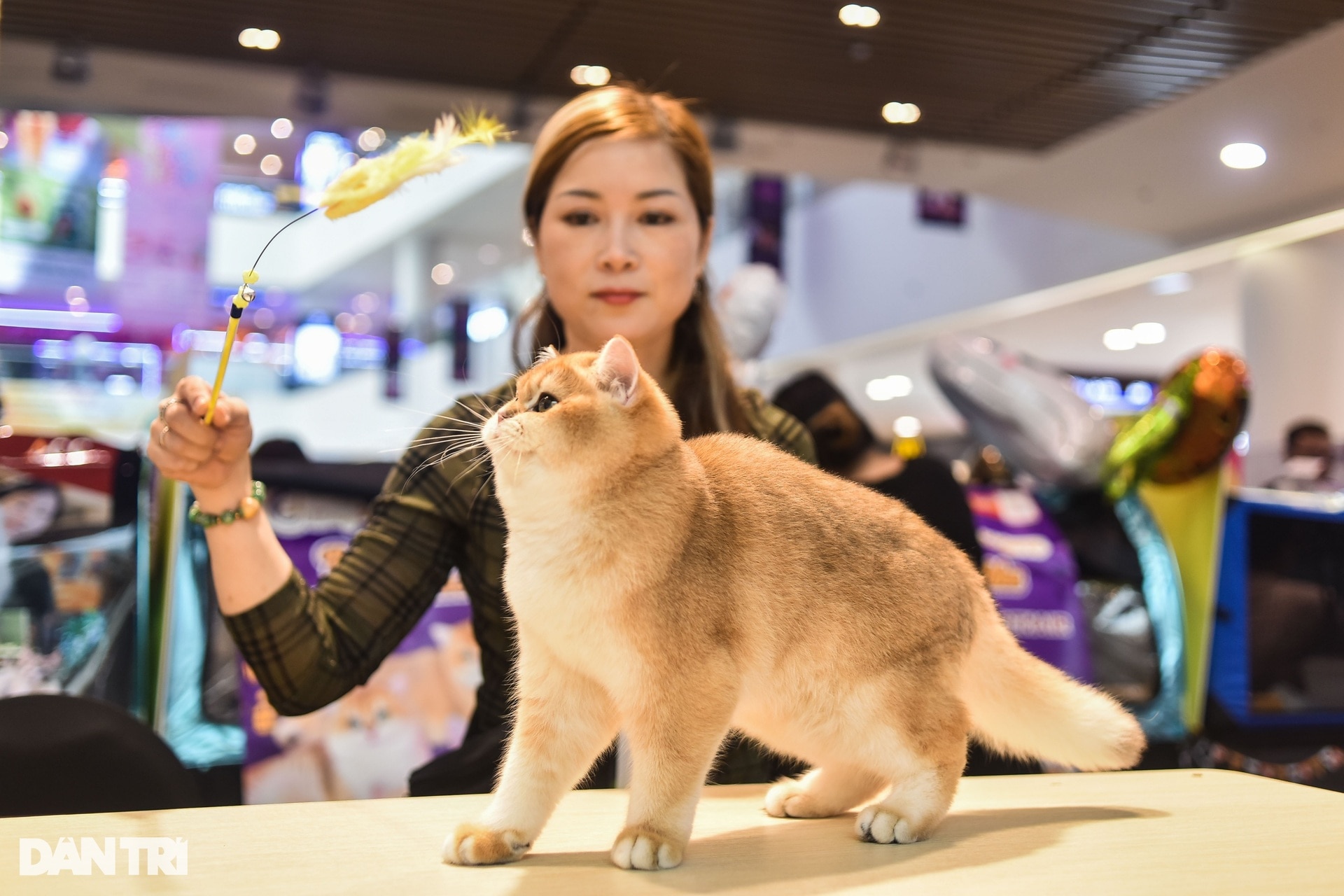 Mèo Việt Nam thắng giải cuộc thi sắc đẹp mèo Đông Nam Á - 6
