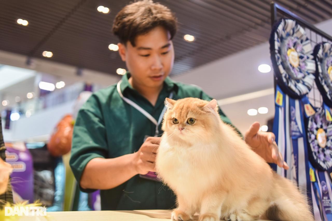 Mèo Việt Nam thắng giải cuộc thi sắc đẹp Đông Nam Á - 3