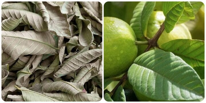 5 utilisations des feuilles de goyave pour la santé 