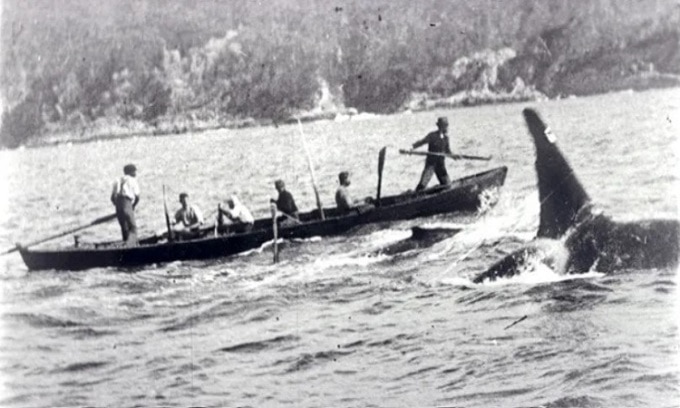 Cá voi sát thủ đi săn cùng con người vào đầu thế kỷ 20. Ảnh: Charles E. Wellings