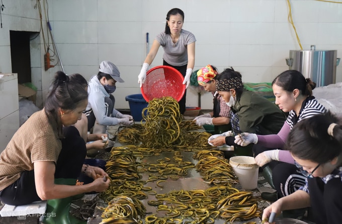 Người dân tập trung sơ chế lươn tại một cơ sở kinh doanh ở làng Phan Thanh, xã Long Thành, huyện Yên Thành hồi giữa tháng 10. Ảnh: Đức Hùng