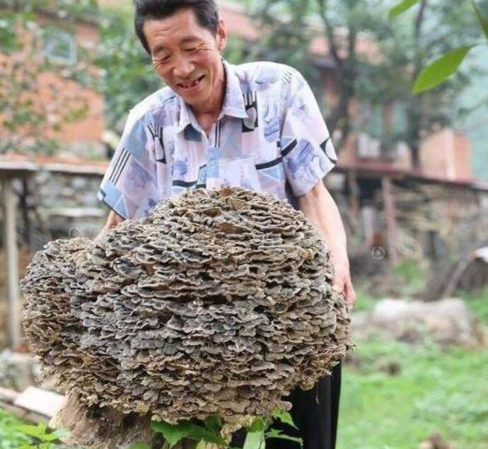 Lão nông lên núi hái thuốc tìm được một cây nấm linh chi khổng lồ. (Ảnh: Sohu)