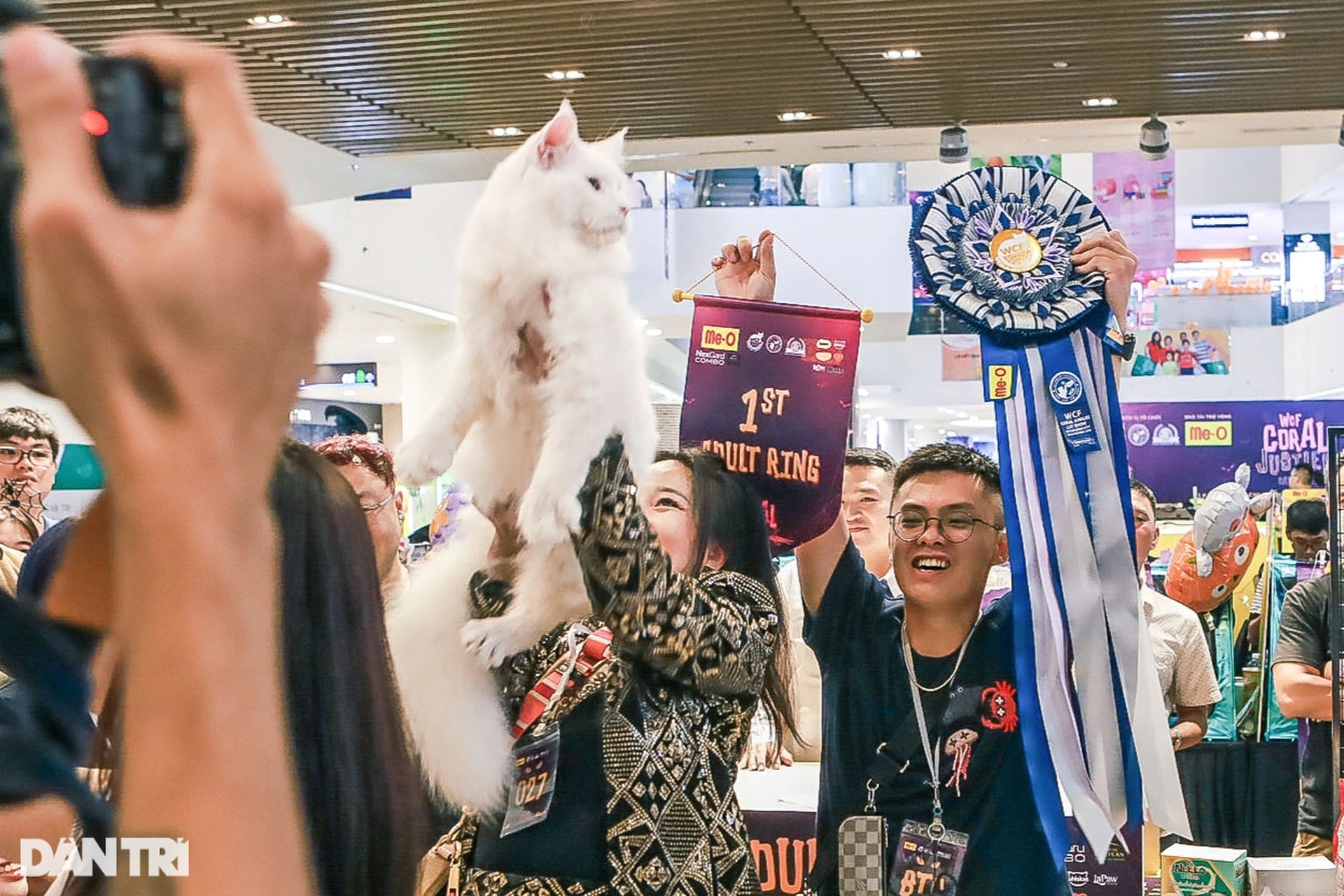 Mèo Việt Nam thắng giải cuộc thi sắc đẹp mèo Đông Nam Á - 5