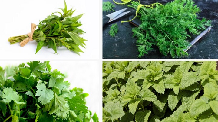 Травы, которые помогут вам вести здоровый образ жизни, растут в вашем саду  - Vietnam.vn