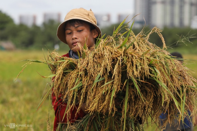 Lao động gặt lúa thuê tại TP HCM, tháng 9/2021. Ảnh: Quỳnh Trần