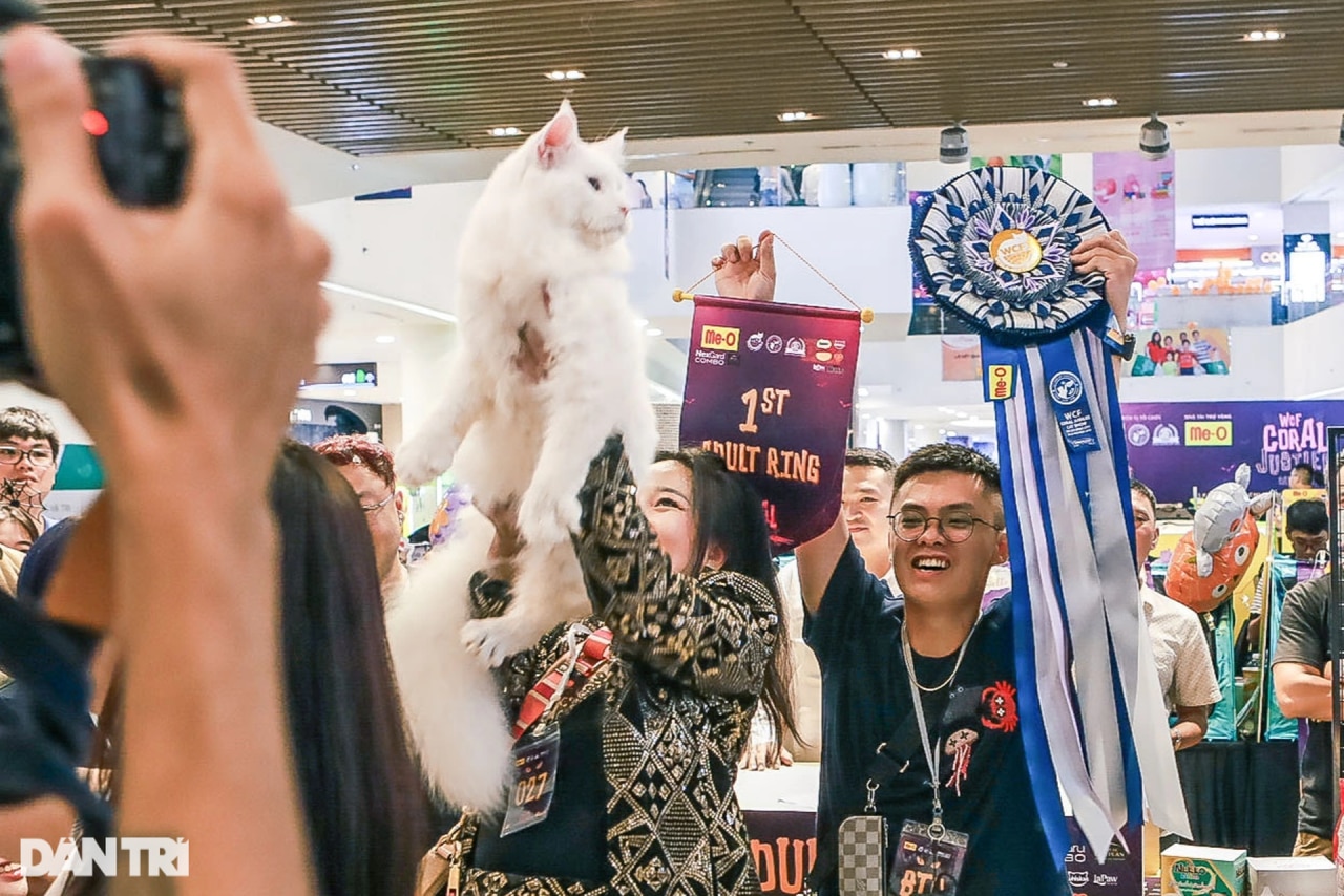 Mèo Việt Nam thắng giải cuộc thi sắc đẹp Đông Nam Á - 5