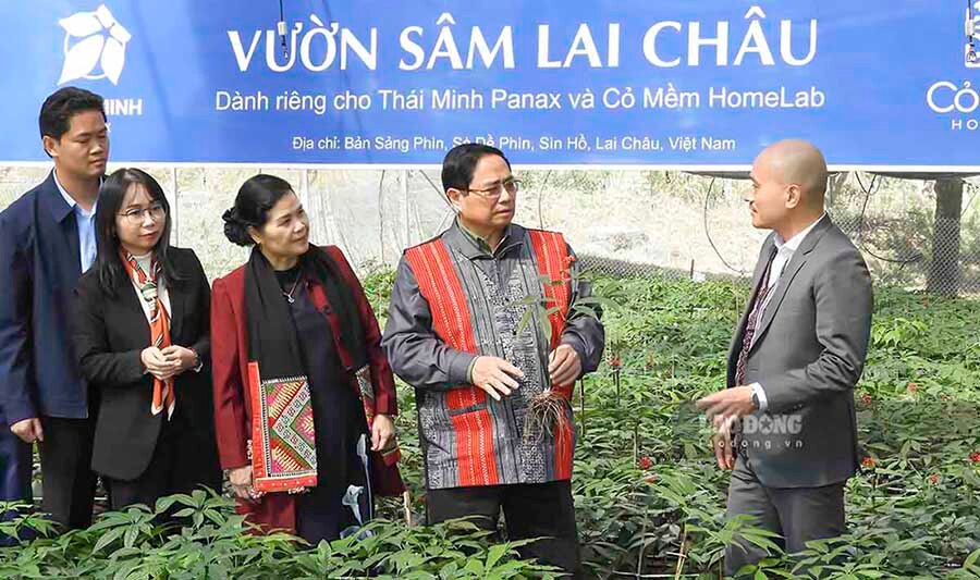 Thủ tướng Phạm Minh Chính thăm cơ sở trồng Sâm Lai Châu tại xã Sà Dề Phìn, huyện Sìn Hồ. Ảnh: Văn Thành Chương