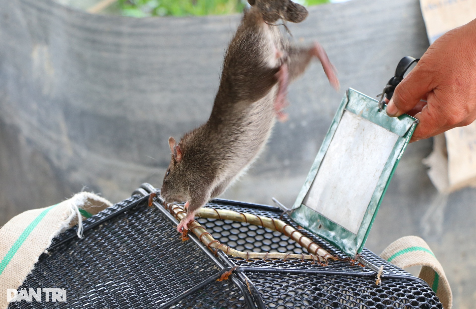 En rassemblant des cages pleines de rats, les agriculteurs gagnent des  millions du jour au lendemain 