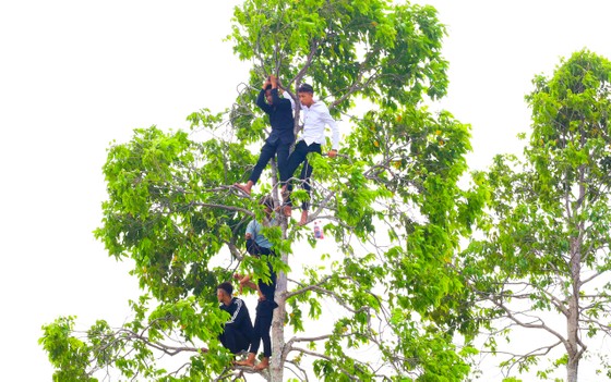 Một số thanh niên trẻ trèo lên cây để có góc nhìn tốt nhất