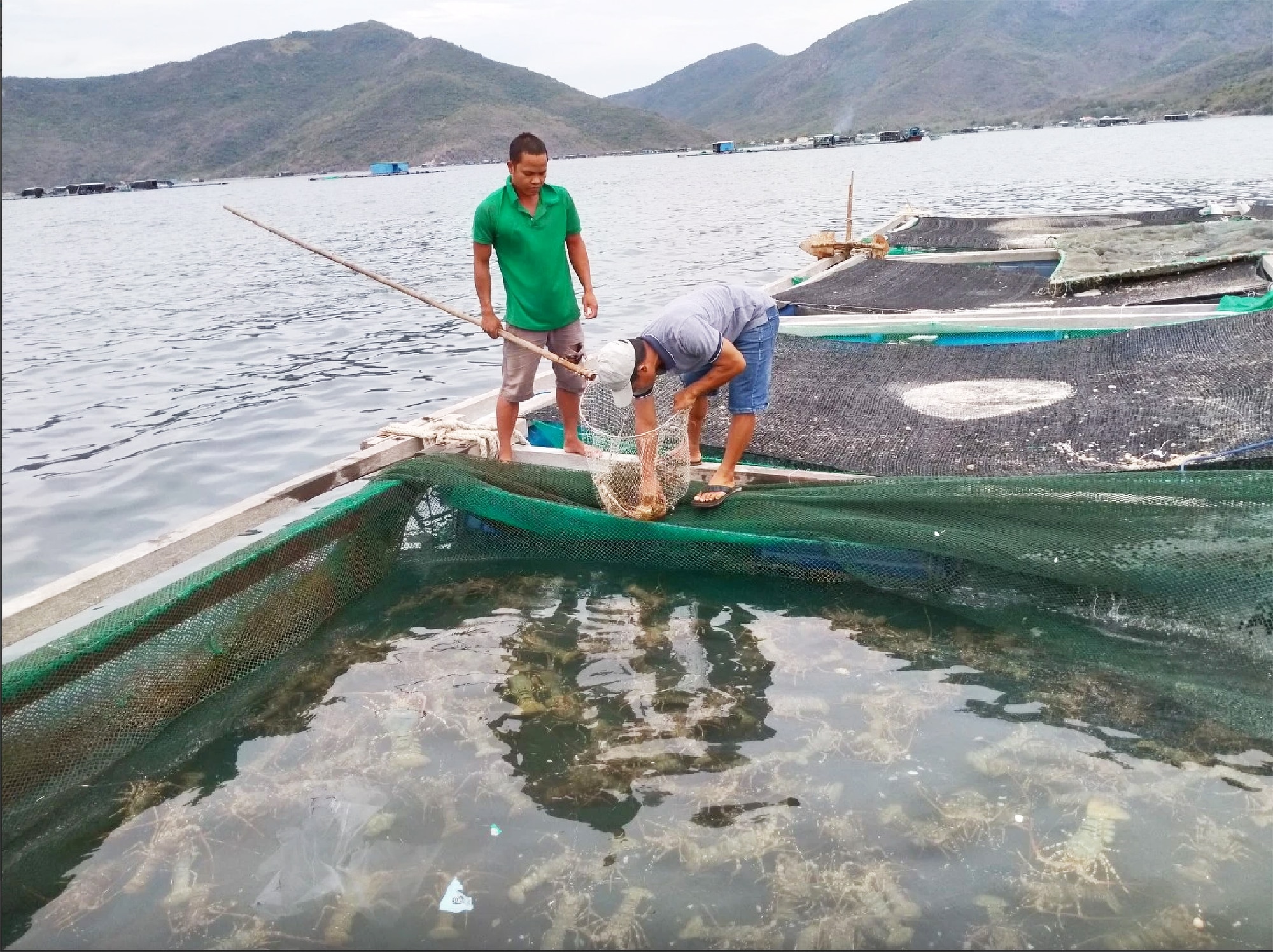 Người nuôi tôm hùm trên vịnh Vân Phong (H.Vạn Ninh, Khánh Hòa) đang lo lắng  bởi tôm hùm bông không thể xuất khẩu sang Trung QuốcẢnh: K.S