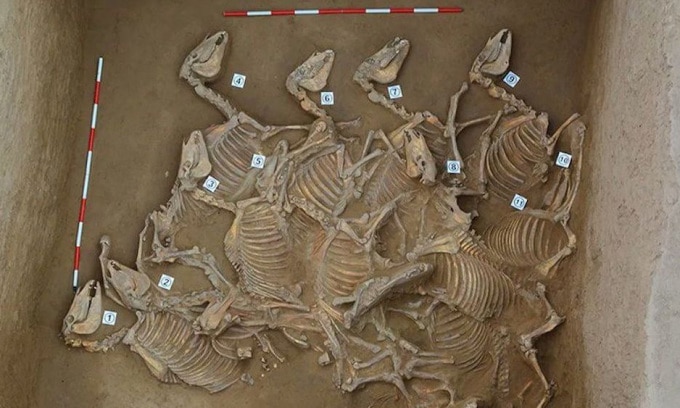 Một trong 6 hố hiến tế ngựa được khai quật tại Yaoheyuan, tây bắc Trung Quốc. Ảnh: Kai Bai/Antiquity Publications Ltd