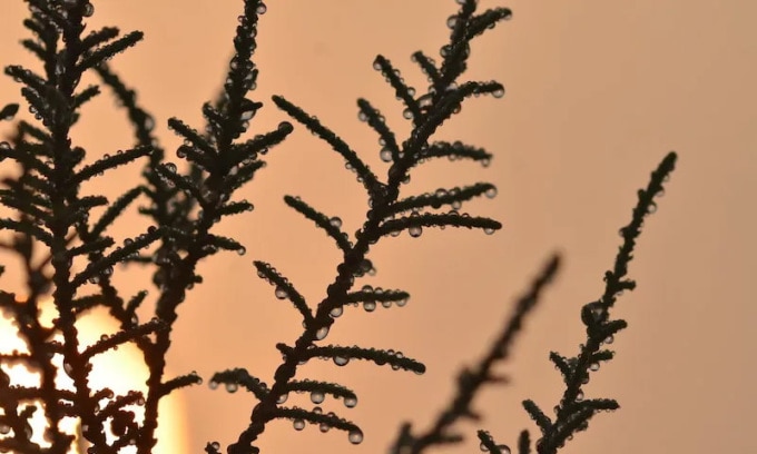 Cây Tamarix aphylla có thể sống trong môi trường mặn nhờ bài tiết nước mặn qua lá. Ảnh: Marieh Al-Handawi/NYU Abu Dhabi