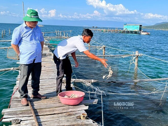 Phát triển biển bền vững, hướng đi nào đẩy mạnh nuôi biển tại Việt Nam