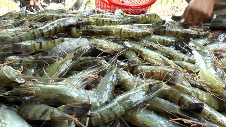 Pour le développement et l'exportation de la crevette de Cà Mau