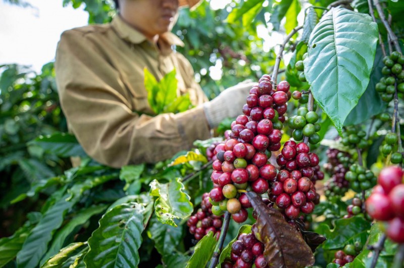 Nguồn cung tiếp tục được bổ sung, giá xuất khẩu cà phê giảm mạnh