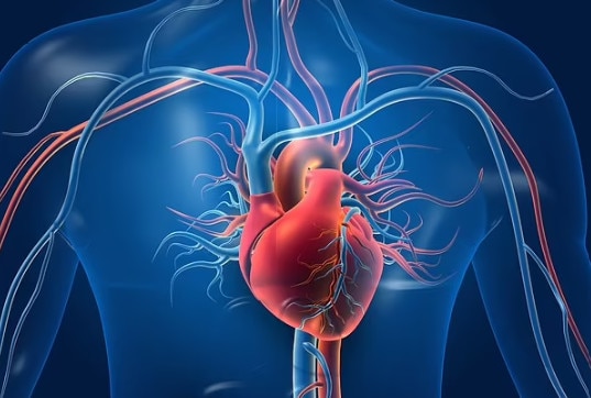 7 dấu hiệu cho thấy tim bạn đang rất khỏe - Ảnh 1.