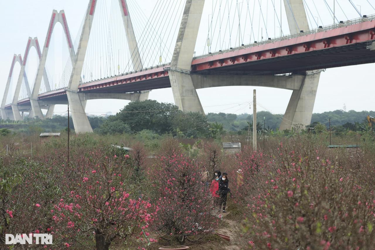 Hoa đào rực rỡ bên cầu Nhật Tân - 1