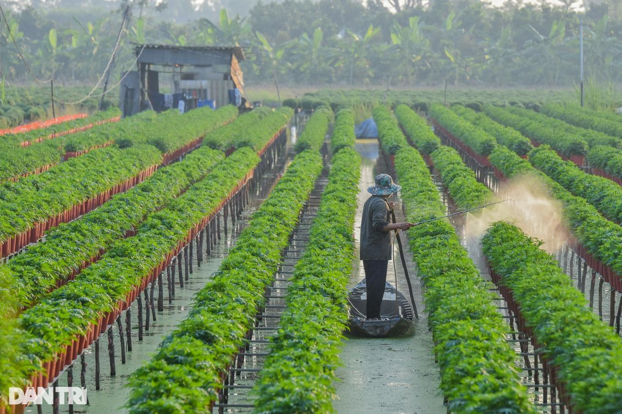 Thủ phủ hoa lớn nhất miền Tây vào vụ Tết - 2 Thủ phủ hoa lớn nhất miền Tây vào vụ Tết - 2