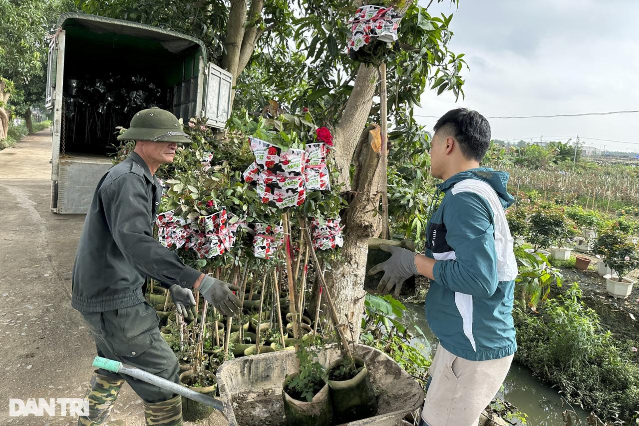 Vùng trồng hoa Mê Linh hối hả vào vụ Tết - 10 Vùng trồng hoa Mê Linh hối hả vào vụ Tết - 10