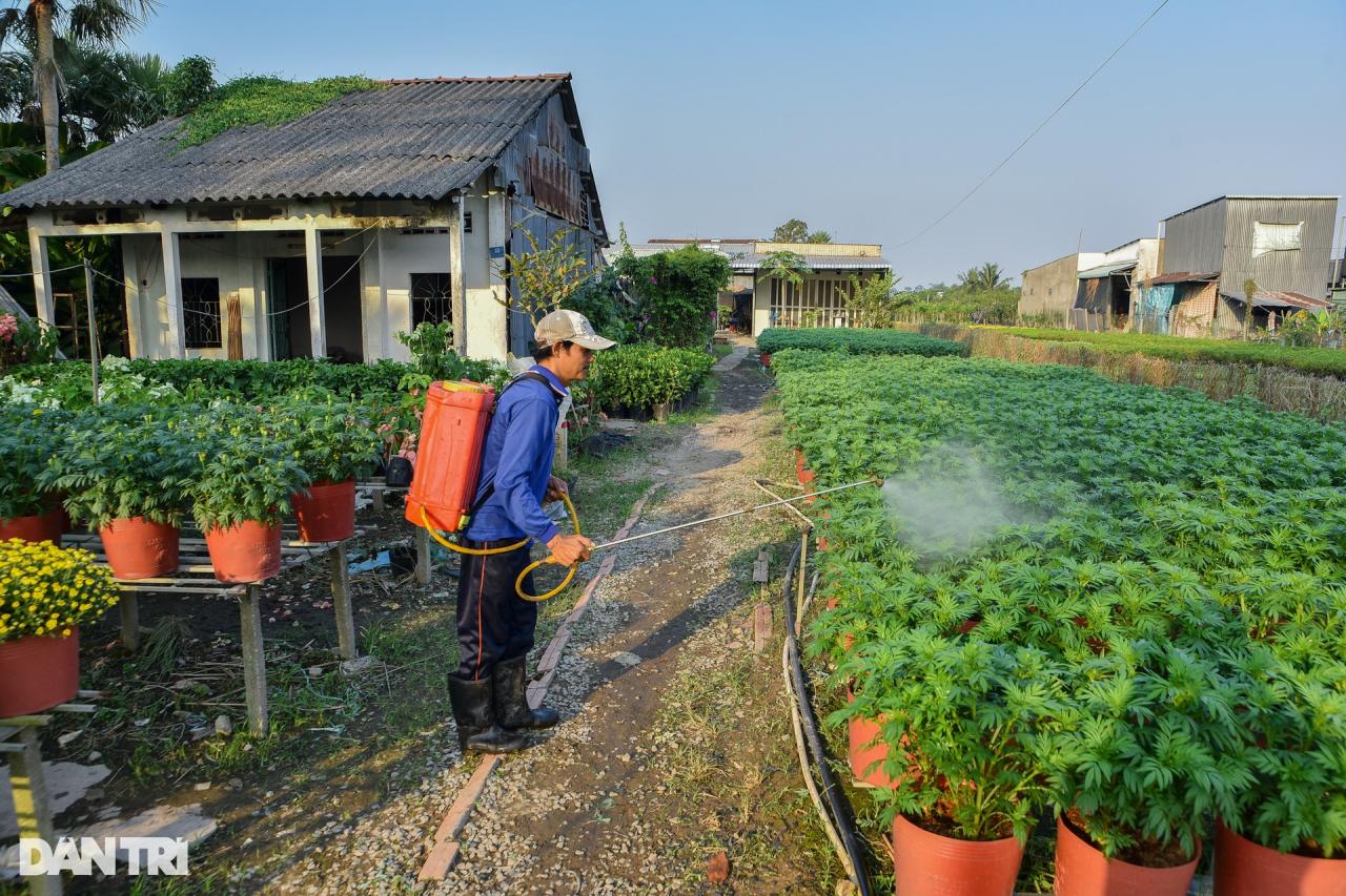 Thủ phủ hoa lớn nhất miền Tây vào vụ Tết - 10 Thủ phủ hoa lớn nhất miền Tây vào vụ Tết - 10