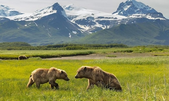 Hai con gấu thuộc giống Kodiak nổi tiếng ở Công viên quốc gia Katmai. Ảnh: Keo Johnson