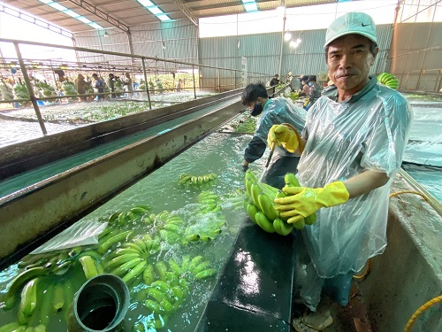 Công nhân sơ chế chuối xuất khẩu đi Châu Âu. Ảnh: Thanh Tuấn