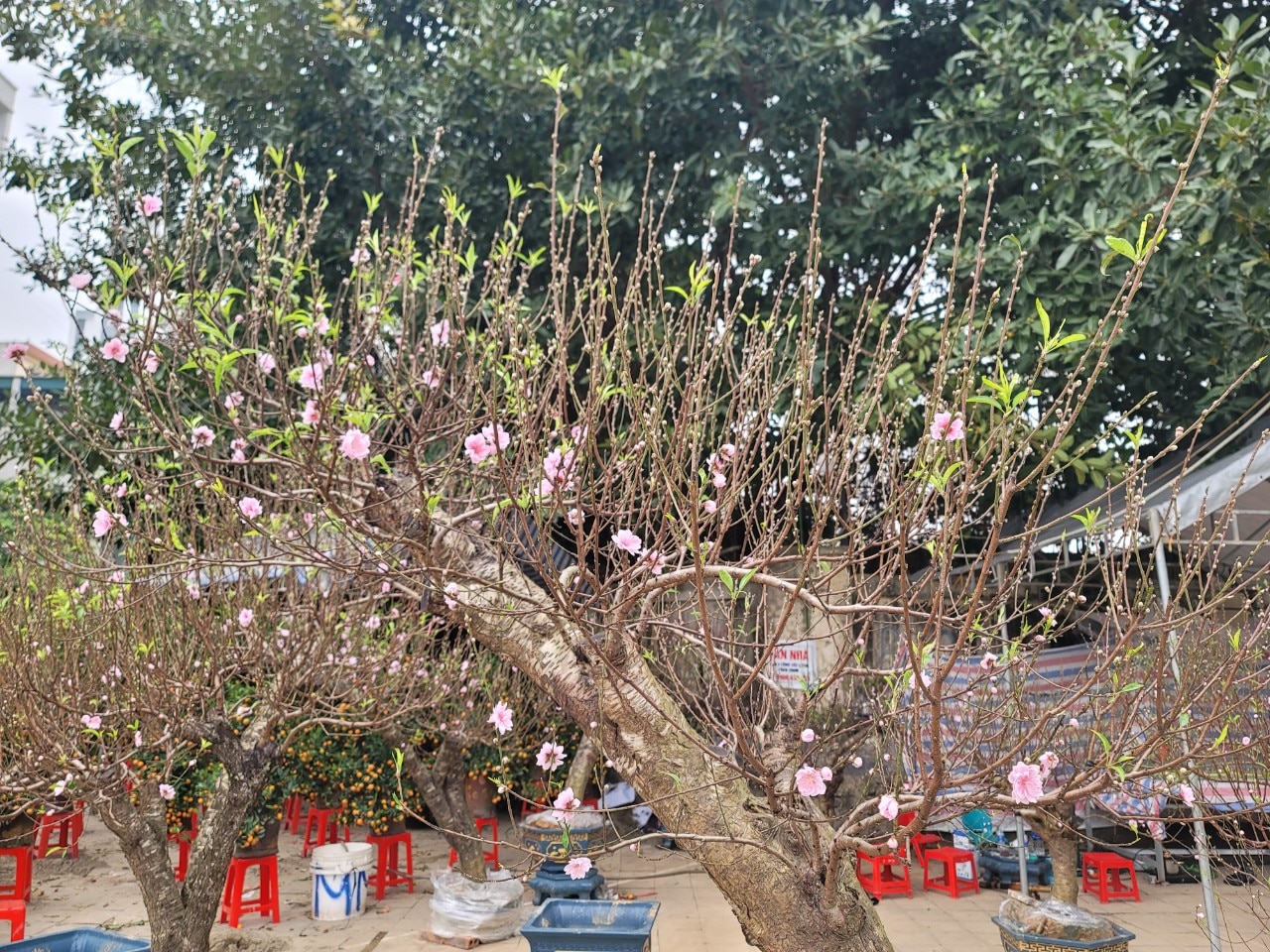 Sự kiện - Đào thế, bưởi bonsai, mai vàng xuống phố phục vụ người dân chơi Tết (Hình 7).
