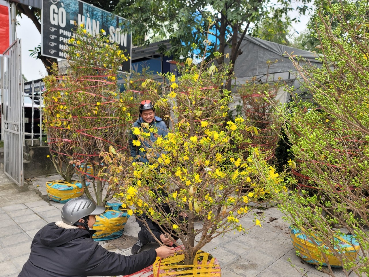 Sự kiện - Đào thế, bưởi bonsai, mai vàng xuống phố phục vụ người dân chơi Tết (Hình 10).