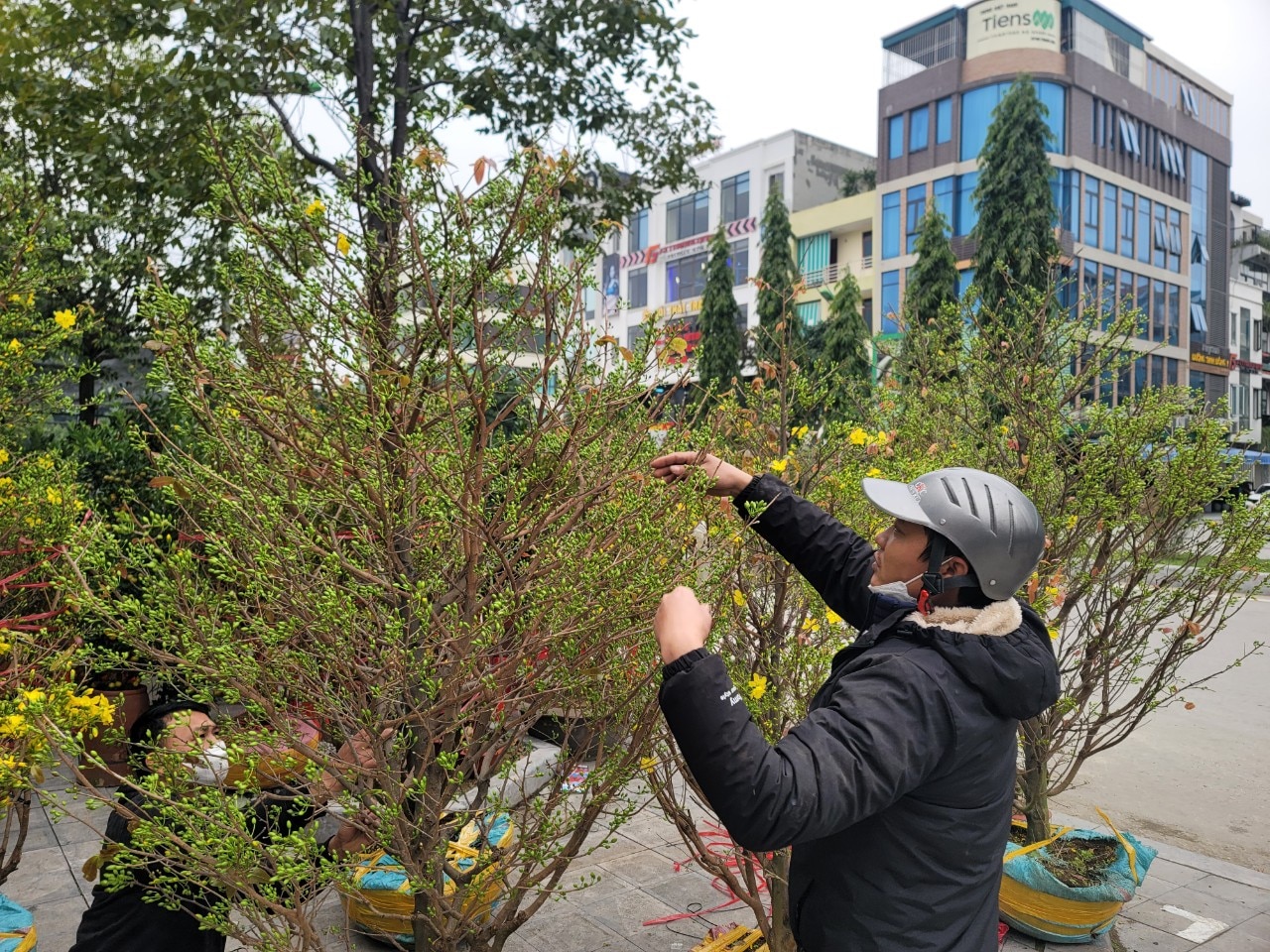 Sự kiện - Đào thế, bưởi bonsai, mai vàng xuống phố phục vụ người dân chơi Tết (Hình 11).