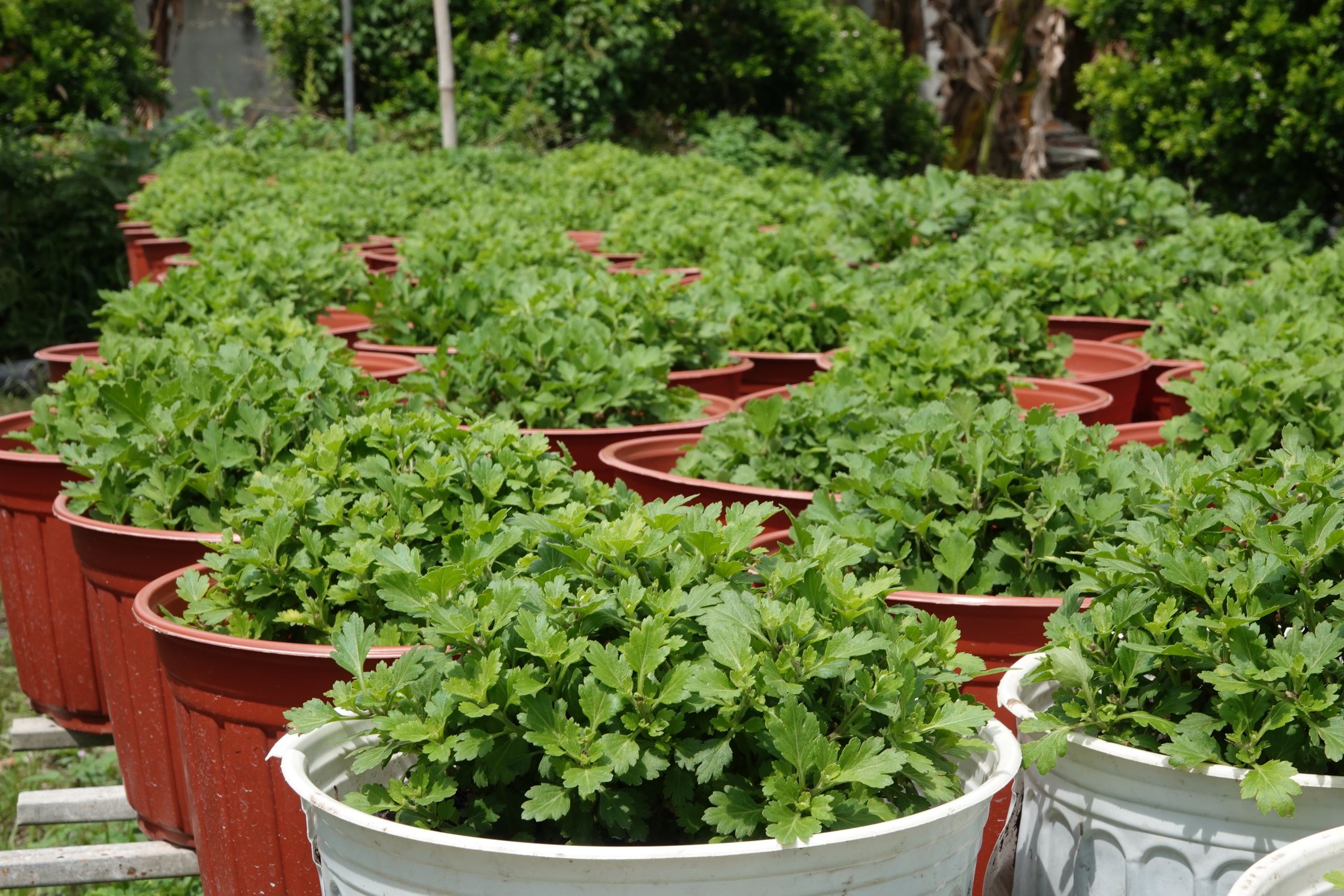 Làng hoa kiểng lớn nhất Cần Thơ giảm một nửa số lượng vì lo ế- Ảnh 2. Làng hoa kiểng lớn nhất Cần Thơ giảm một nửa số lượng vì lo ế- Ảnh 2.