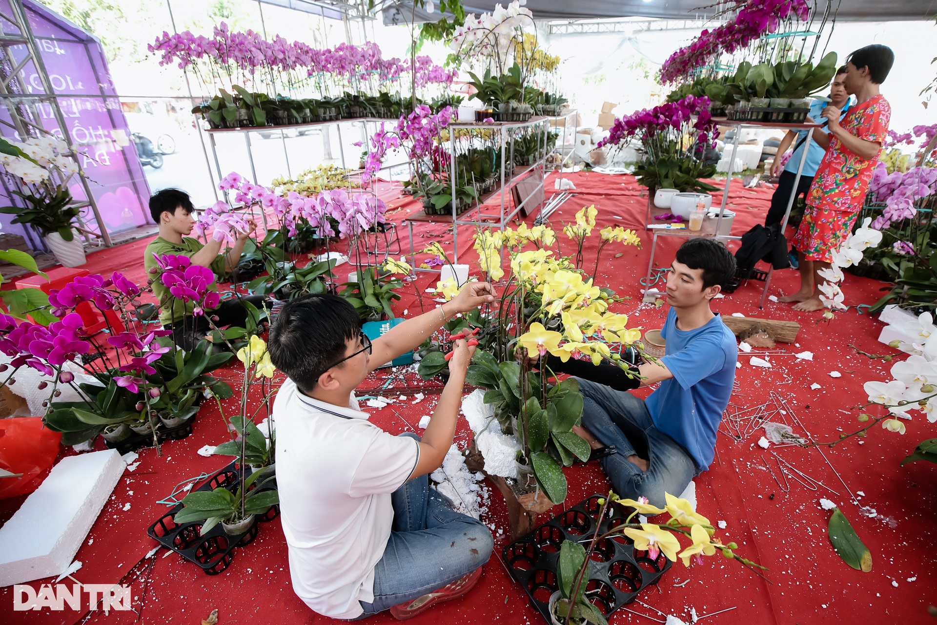 Chậu lan hồ điệp lớn nhất TPHCM được rao bán với giá gần 2 tỷ đồng - 9 Chậu lan hồ điệp lớn nhất TPHCM được rao bán với giá gần 2 tỷ đồng - 9
