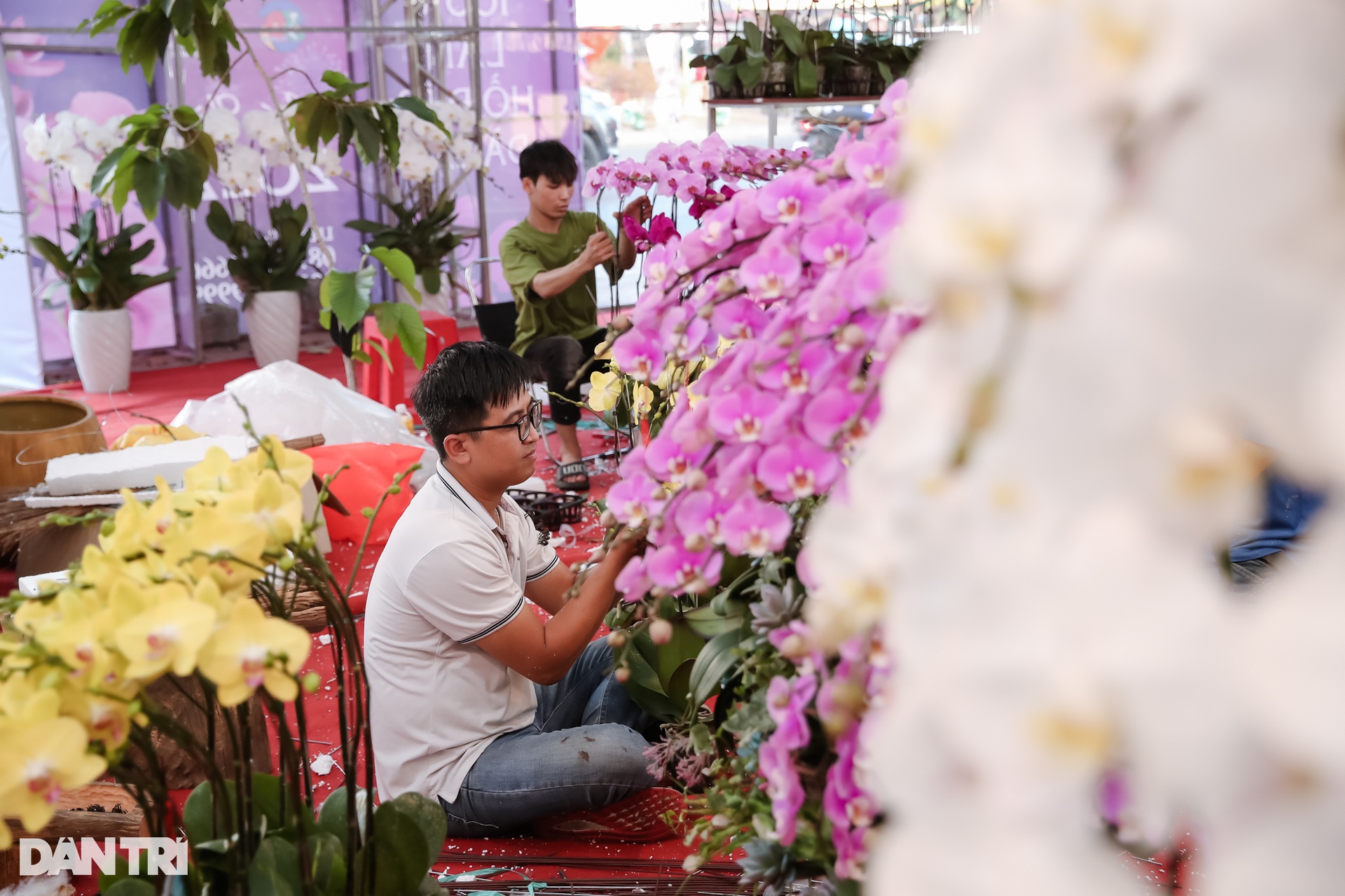 Chậu lan hồ điệp lớn nhất TPHCM được rao bán với giá gần 2 tỷ đồng - 10 Chậu lan hồ điệp lớn nhất TPHCM được rao bán với giá gần 2 tỷ đồng - 10