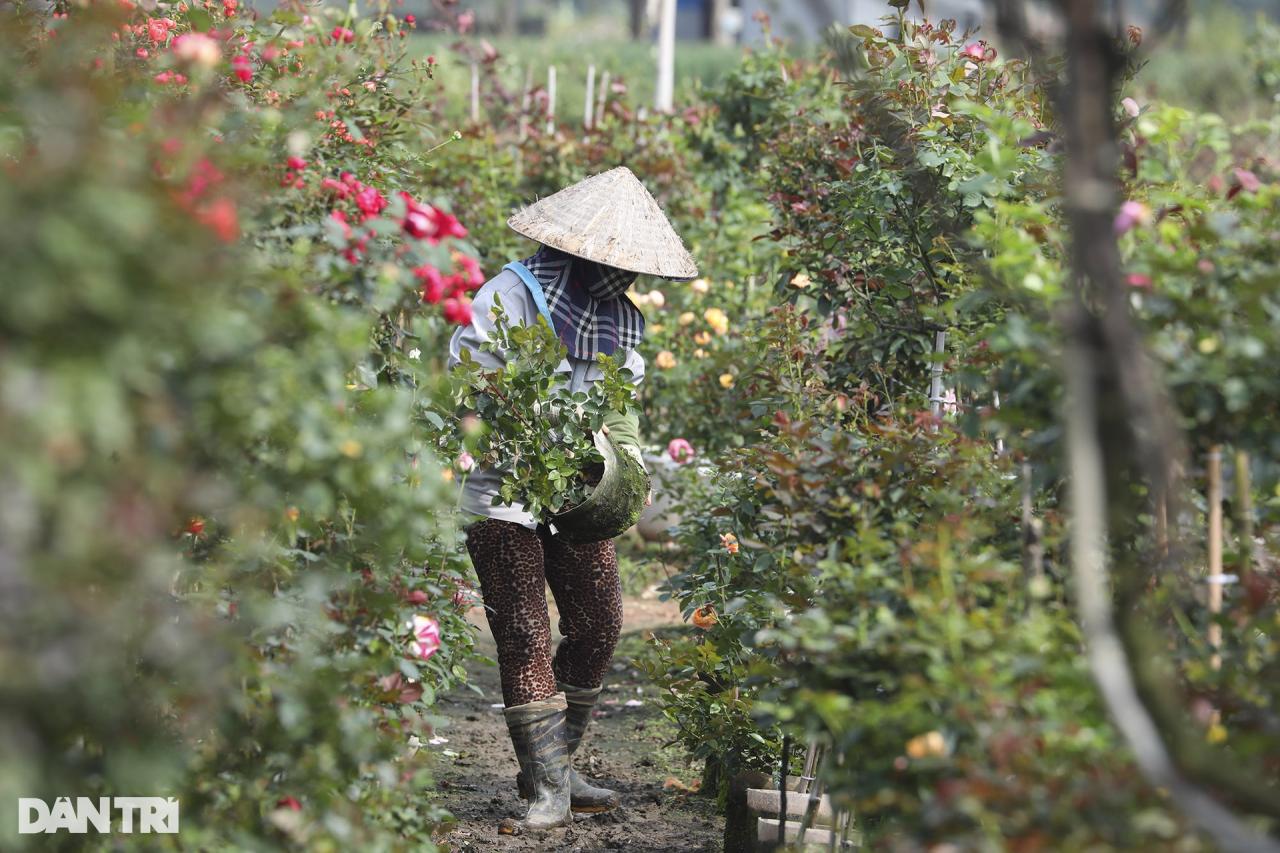 Vùng trồng hoa Mê Linh hối hả vào vụ Tết - 3 Vùng trồng hoa Mê Linh hối hả vào vụ Tết - 3