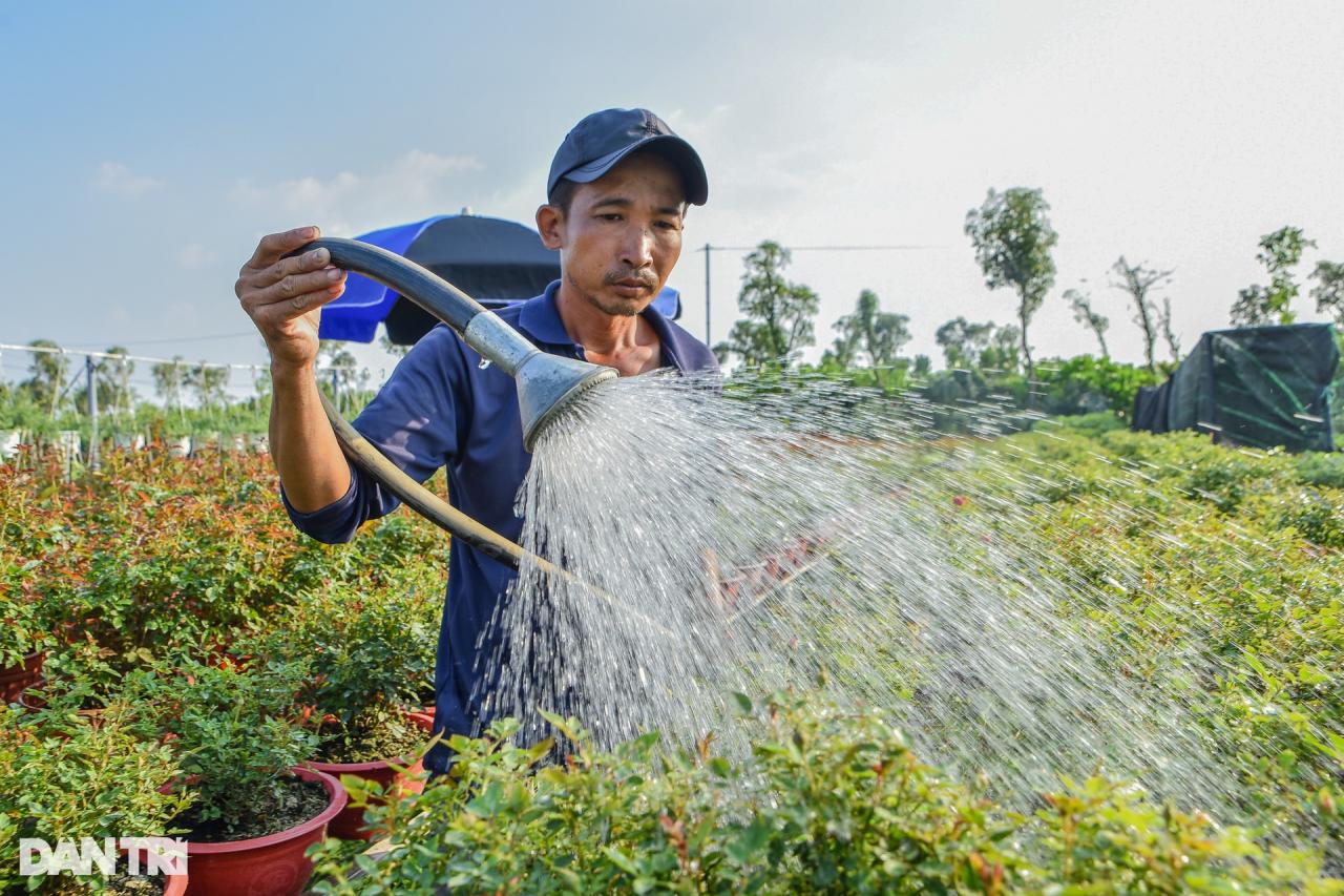 Thủ phủ hoa lớn nhất miền Tây vào vụ Tết - 1 Thủ phủ hoa lớn nhất miền Tây vào vụ Tết - 1
