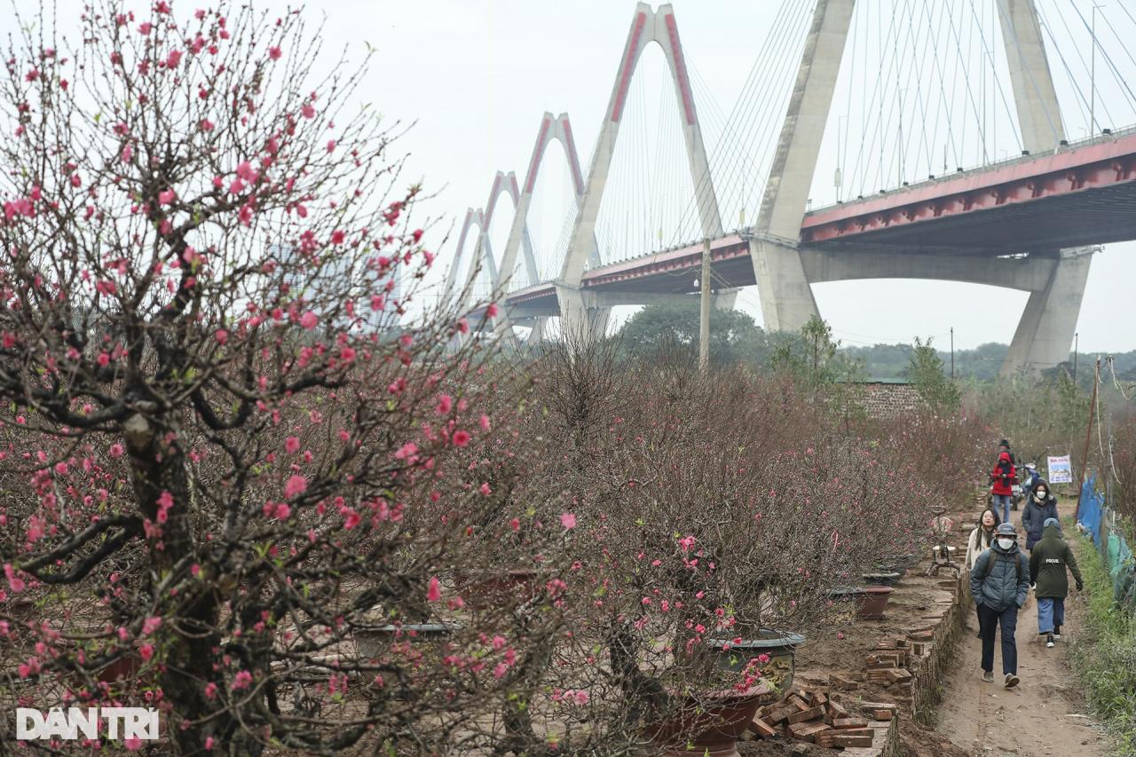 Hoa đào rực rỡ bên cầu Nhật Tân - 5