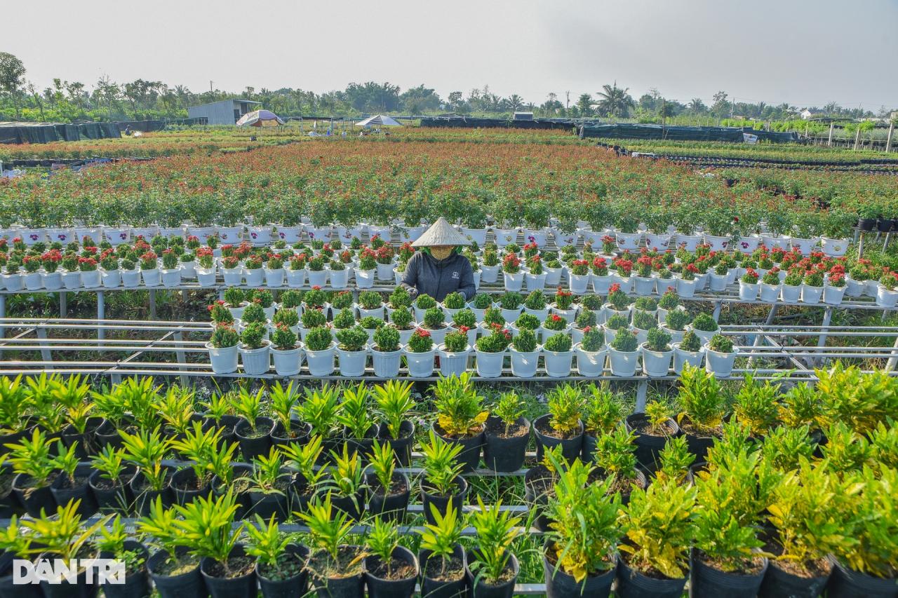 Thủ phủ hoa lớn nhất miền Tây vào vụ Tết - 5 Thủ phủ hoa lớn nhất miền Tây vào vụ Tết - 5