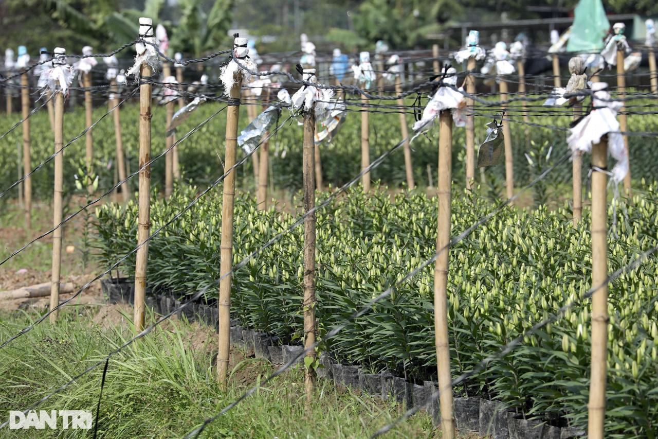 Vùng trồng hoa Mê Linh hối hả vào vụ Tết - 7 Vùng trồng hoa Mê Linh hối hả vào vụ Tết - 7
