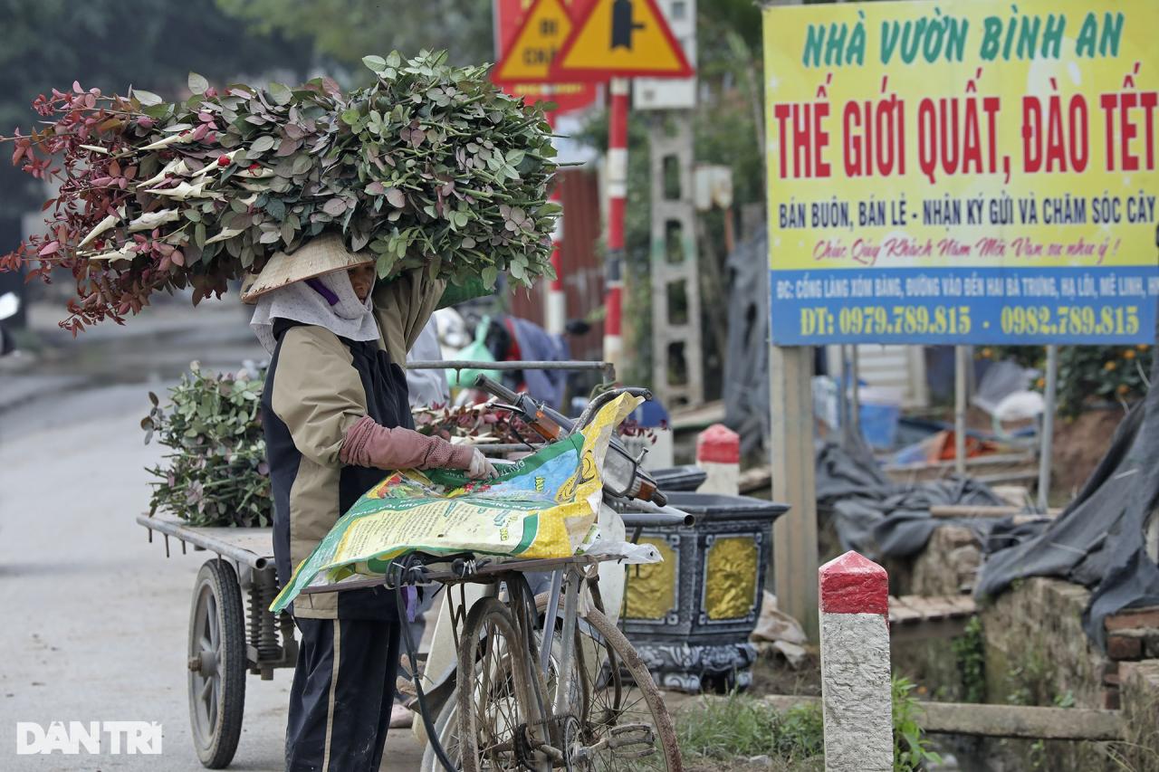 Vùng trồng hoa Mê Linh hối hả vào vụ Tết - 8 Vùng trồng hoa Mê Linh hối hả vào vụ Tết - 8