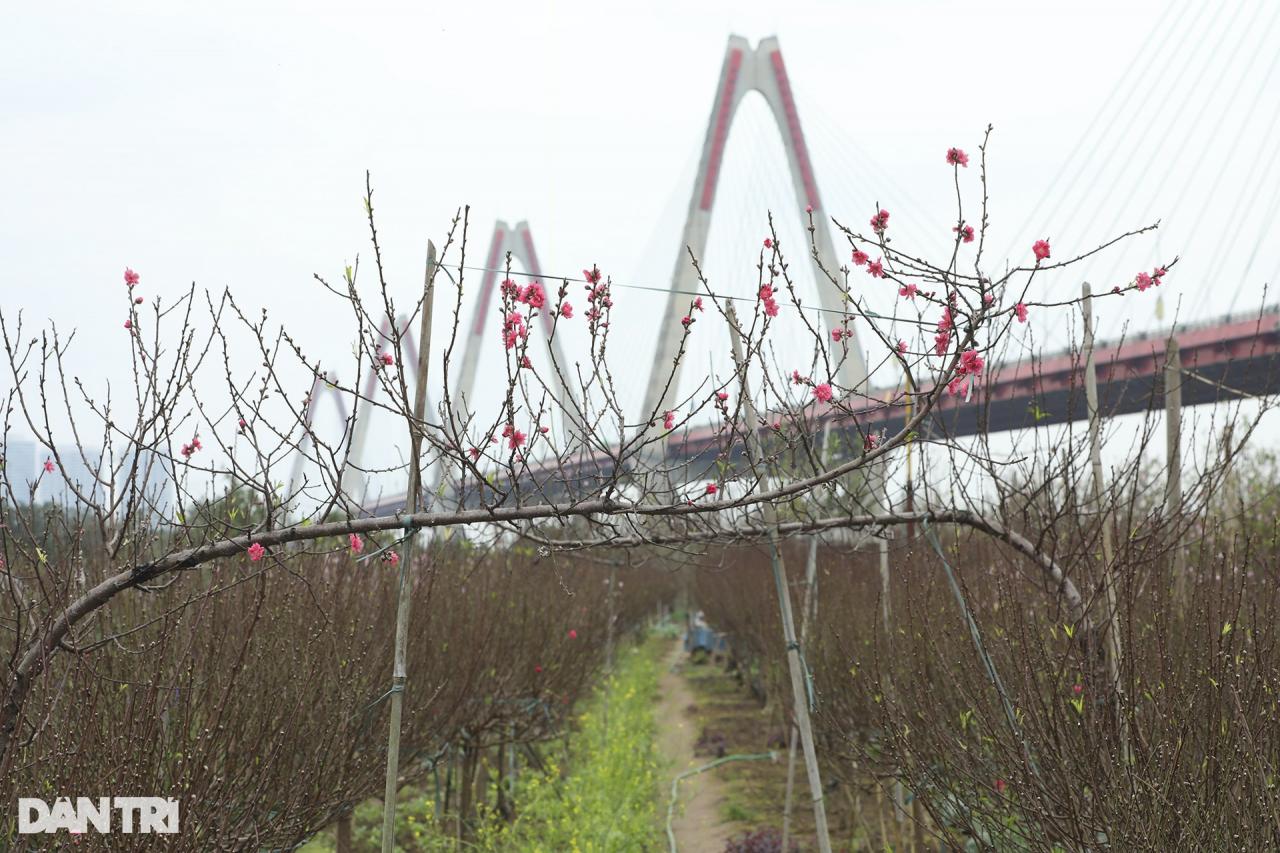 Hoa đào rực rỡ bên cầu Nhật Tân - 8