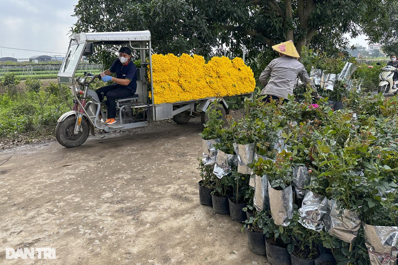 Vùng trồng hoa Mê Linh hối hả vào vụ Tết - 9 Vùng trồng hoa Mê Linh hối hả vào vụ Tết - 9
