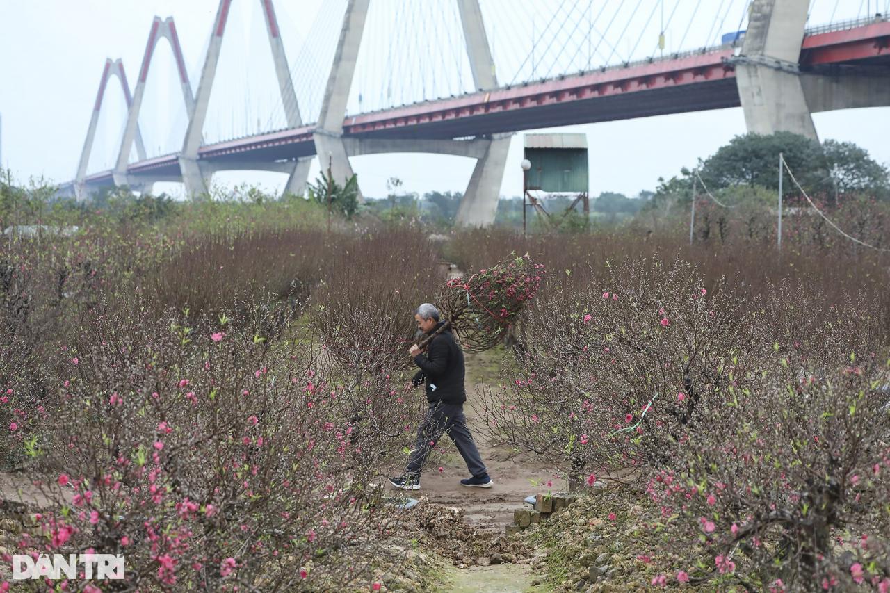 Hoa đào rực rỡ bên cầu Nhật Tân - 9