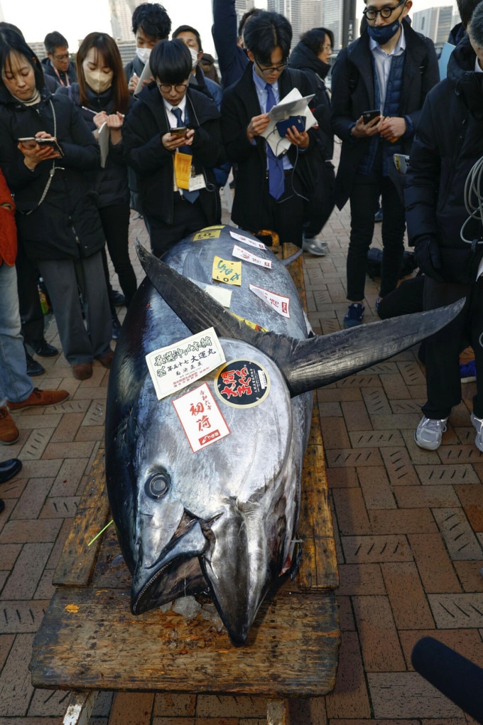 Con cá ngừ giá giá 114,24 triệu yen bán thành công. Ảnh: Kyodo News