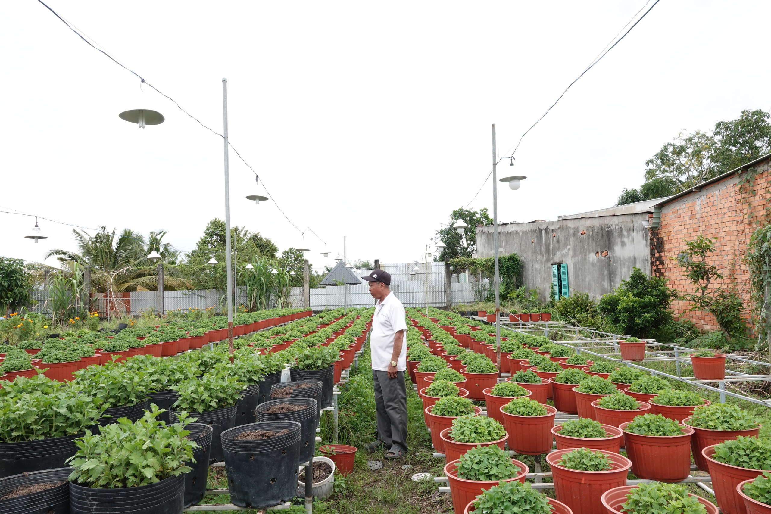 Làng hoa kiểng lớn nhất Cần Thơ giảm một nửa số lượng vì lo ế- Ảnh 1. Làng hoa kiểng lớn nhất Cần Thơ giảm một nửa số lượng vì lo ế- Ảnh 1.