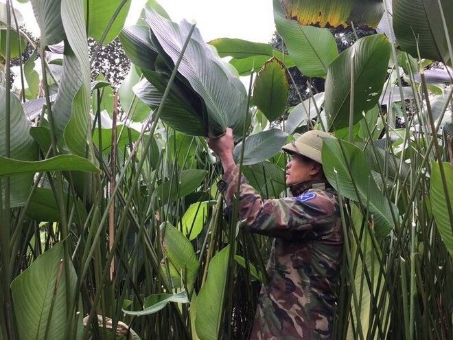 Làng trồng lá dong lớn nhất Hà Nội được giá nhưng mất mùa